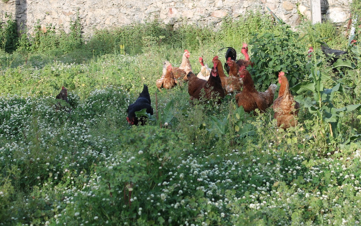 galline